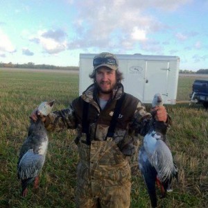 snow geese and blue geese
