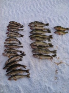 Jacob Barker Fish Pile Sized